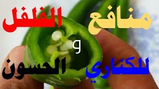 منافع الفلفل للكناري والحسون [upl. by Eelegna]