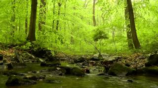 60 minutes of Woodland Ambiance  Trickling Stream amp Birds Sounds [upl. by Nosnek]