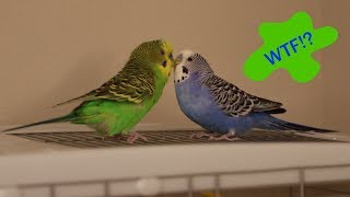 Crazy Talking Parakeets Play Atop The Cage [upl. by Annaoi967]