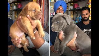 Tips for Guard Dog  Puppy Breeds Owners  AM  American Bully  French Mastiff  Bhola Shola Films [upl. by Quintilla]