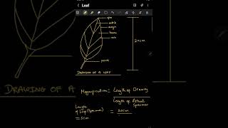 Calculating Magnification Scientific Drawing CXC CSEC Biology Integrated Science [upl. by Reinnej]