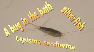 A bug in the bath silverfish Lepisma saccharina [upl. by Mayhew734]