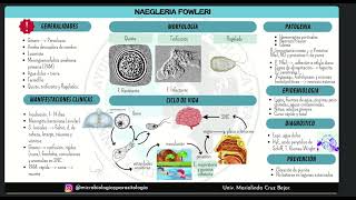 Ayudantía de microbiología y parasitología  Naegleria y balamuthia [upl. by Jollenta246]