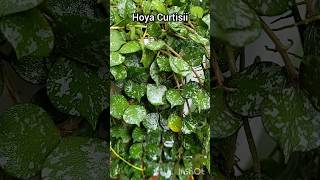 Hoya Curtisii shortvideo shorts plants plantas hoyaplant hoyacurtisii nature plantslover [upl. by Nnyliak]