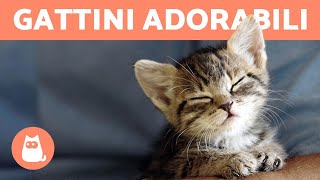 Video di GATTINI TENERISSIMI 😻  COMPILATION gattini teneri ❤️ [upl. by Asreht]