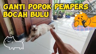 GANTI POPOK PEMPER ANAK KUCING KITTEN PERSIA PEAKNOSE HIMALAYA ANABUL GEMES  Life Cat Diary Ep133 [upl. by Melgar]