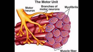 Mechanism of Muscle Contraction [upl. by Dewar]