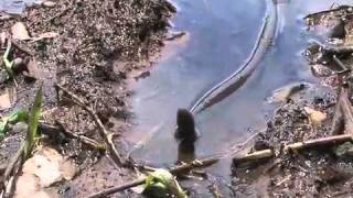 Purple Caecilian Gymnophis multiplicata at the Kahka Creek Nature Reserve in Nicaragua [upl. by Suravart]