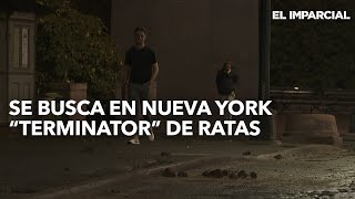 Se busca en Nueva York un quotTerminatorquot de ratas [upl. by Barri]