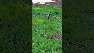 Colourful parrots gathered on a grassy area in Villa Torlonia p2 [upl. by Derayne688]