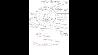 EEMExtra Embryonic MembraneAmnionChorionAllontoisYolk Sac Part1 [upl. by Ruomyes]