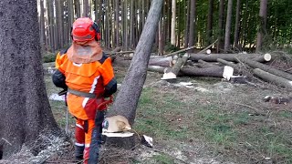 Chainsaw Husqvarna 572XP CUTTING TREE [upl. by Odnalra]