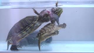 snapping turtle  red eared slider eats live frog warnning live feeding [upl. by Obaza]