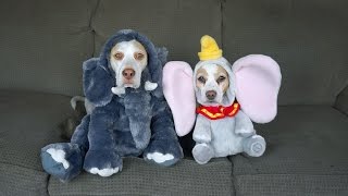 17 Dog Costumes for Halloween Funny Dogs Maymo amp Penny [upl. by Ajidahk]