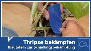 Thripse mit Blautafeln bekämpfen [upl. by Naida]