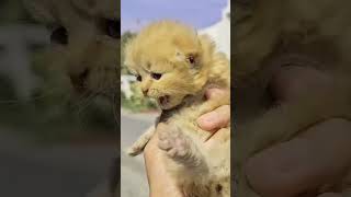 Rescuing a Homeless Cat and Her Babies from Certain DEATH [upl. by Wernda]