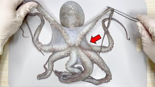 Whats Inside an Octopus   Octopus Dissection [upl. by Celia]