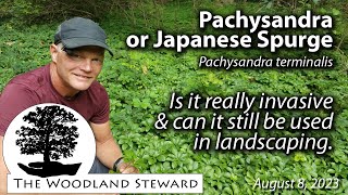 Pachysandra or Japanese Spurge Is it really Invasive [upl. by Mcgregor]