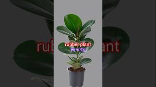 Top 10 best indoor plants for home  terracegarden plant shortsvideo gardeningreels short [upl. by Ireg]