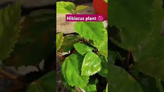 Hibiscus flower plant 🌺shortvideo gardening [upl. by Castorina]