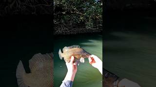 Sunday fish trip 🎣 fishing fnq qld fish adventure fishinglife sooty boating [upl. by Amitie]