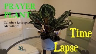 Prayer Plant Time Lapse Calathea Medallion [upl. by Vitkun]