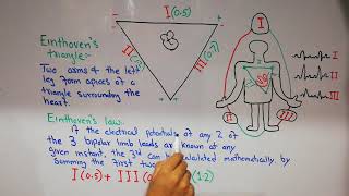 CVS physiology 24 Einthovens triangle and Einthovens law  ECG leads [upl. by Nylknarf]