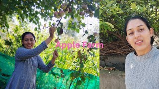 My Apple Farm In Village  Apple Orchard Tour  Organic Farming  Kullu Himachal Pradesh [upl. by Anabella]