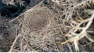 Bird Nesting Walk No15 Updates No Thermal Scope Required [upl. by Newcomb]