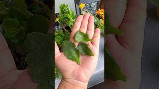 How to Propagate Kalanchoe flower plant from leaves☘️ succulent shorts kalanchoe propagation [upl. by Chretien]