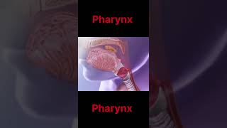 Pharynx Anatomy in Hindi  Larynx  Joshna Medical Education viral video shortsvideo [upl. by Lezned705]