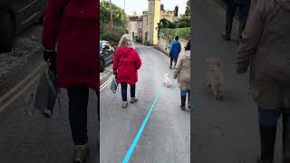 Milo the Cavapoochon  First proper walk in Arley cavapoochon walkies cute pets [upl. by Tormoria]