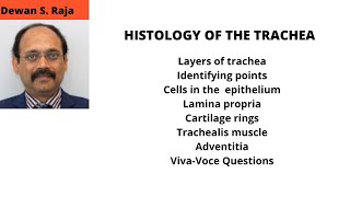 HISTOLOGY OF THE TRACHEA [upl. by Nive342]