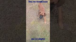 Vous me reconnaissez  animals chien dog shorts [upl. by Laresa]