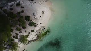 Swimming Pigs  Exuma Bahamas [upl. by Nosyrb]