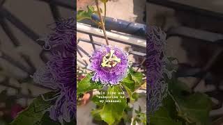 👍👍viralvideo garden shortvideo motivation youtubeshorts nature story dhanteraspujanvidhi [upl. by Lebbie637]