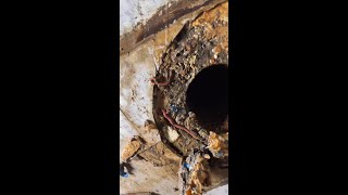 WORMS beneath rotted toilet [upl. by Jarvis342]