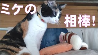 【保護猫】ミケの相棒！レンチン湯たんぽ＆ケリぐるみ！！ [upl. by Merrile417]