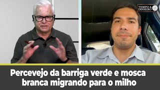 Percevejo da barriga verde e mosca branca migrando para o milho Desequilíbrio do ambiente [upl. by Asilam]