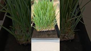 Home Grown WheatgrassTriticum Aestivum [upl. by Hedley]