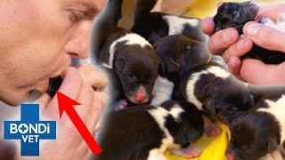 Vet Helps Pregnant Dog Give Birth To 10 Puppies 🥹 8hrs Natural Birth  Bondi Vet Clips  Bondi Vet [upl. by Feil]