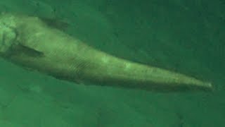 Strange Fish Filmed at 8000 Feet Deep  Deep Ocean ROV Footage [upl. by Ayhdnas959]