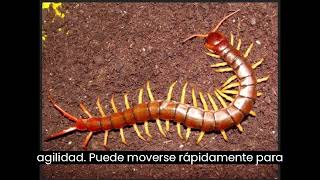 MECANISMOS DE DEFENSA EN PROTOZOARIOS E INVERTEBRADOS [upl. by Cressler648]