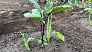 【なす栽培】苗植える時にやると大きく育つ栽培方法のコツ（栽培時期〜肥料と水やり〜畝立て〜植え付け〜防寒対策）2445 [upl. by Otreblaug723]