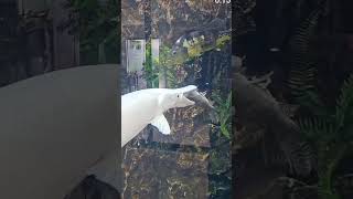 alligator gar feeding youtubeshorts youtube [upl. by Varhol]