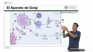 El aparato de Golgi El lisosoma  1460  UPV [upl. by Ylrebme400]