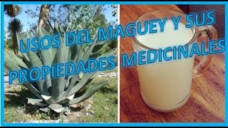 Usos del maguey y sus propiedades medicinales [upl. by Htidirrem780]