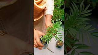 Can a marigold plant be grown in water gardeningtips gardeningplants containergardening shorts [upl. by Heymann]