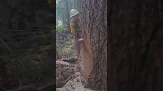 amazing chainsaw skills 1Crazy fast chainsaw incredible skills [upl. by Valdemar211]