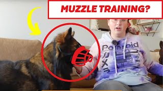 The EASIEST Way To MuzzleTrain Your Dog [upl. by Millard]